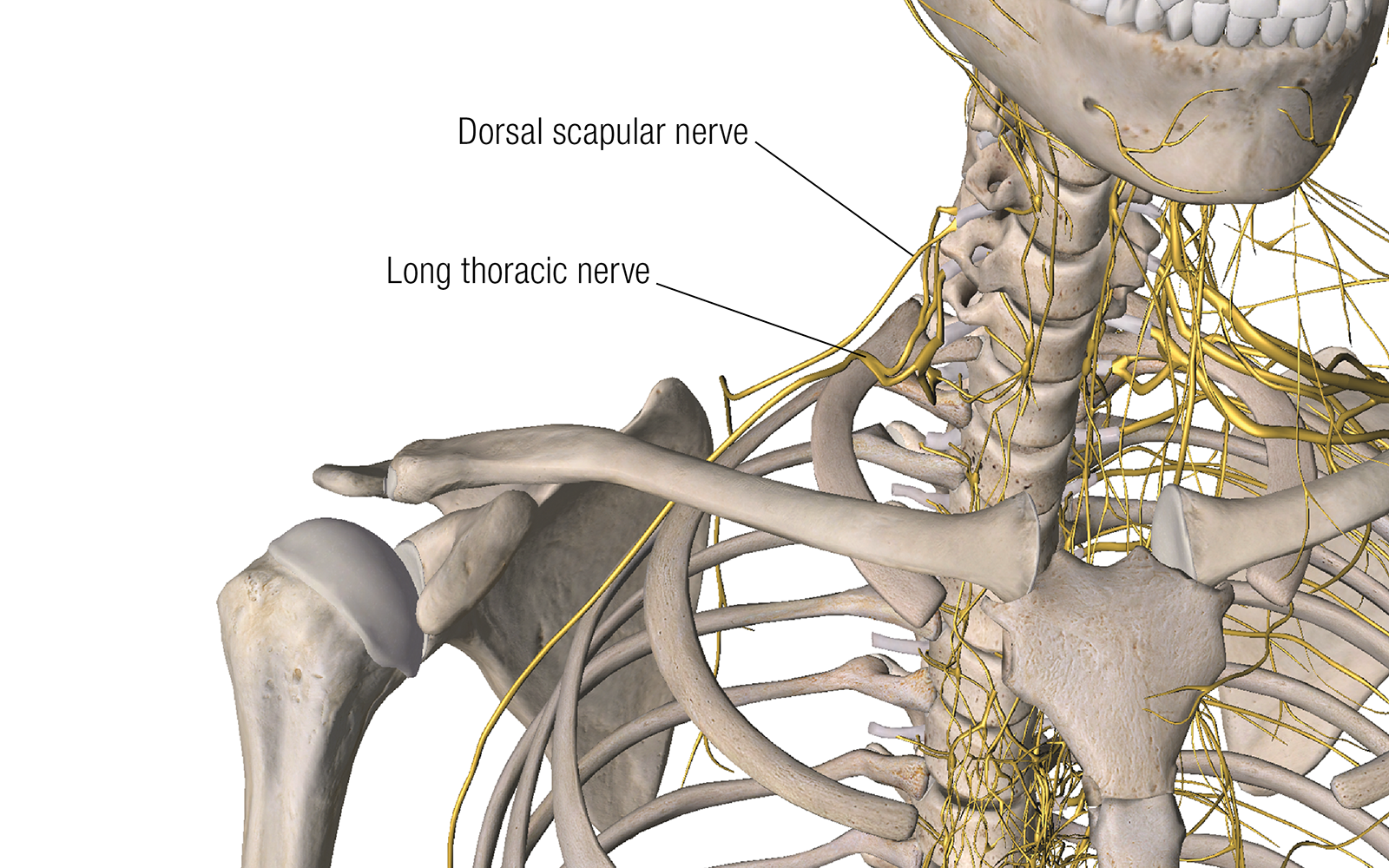 JF16_ScienceofNerves2 JF16_ScienceofNerves2