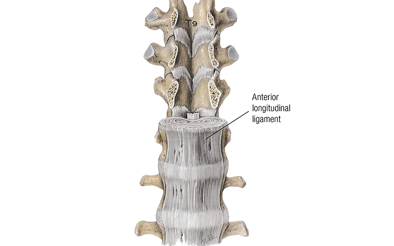 MJ_19_ClinicalExplorations3_800 MJ_19_ClinicalExplorations3_800