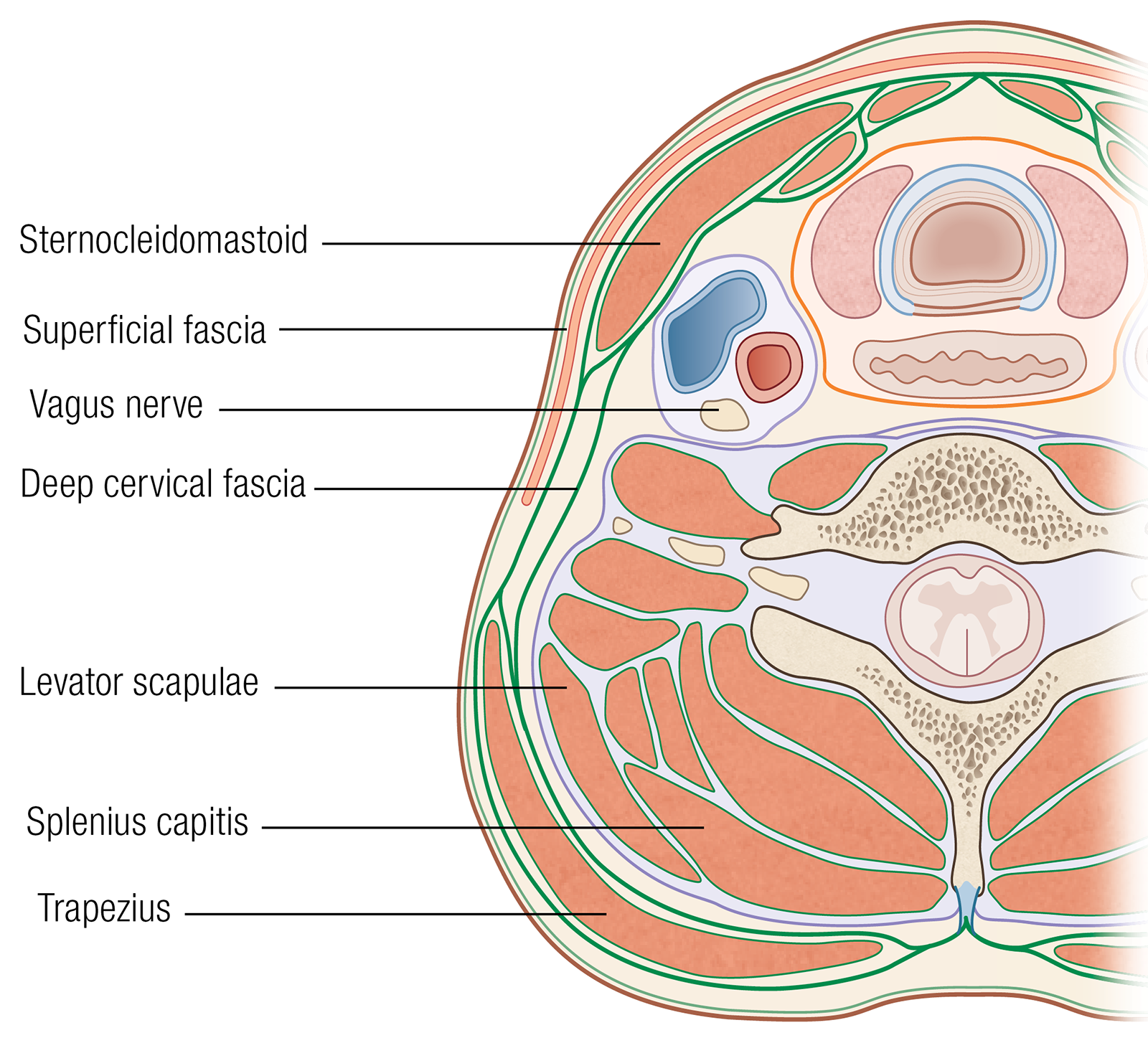 JA_16_Myofascial2_SCMs_1600