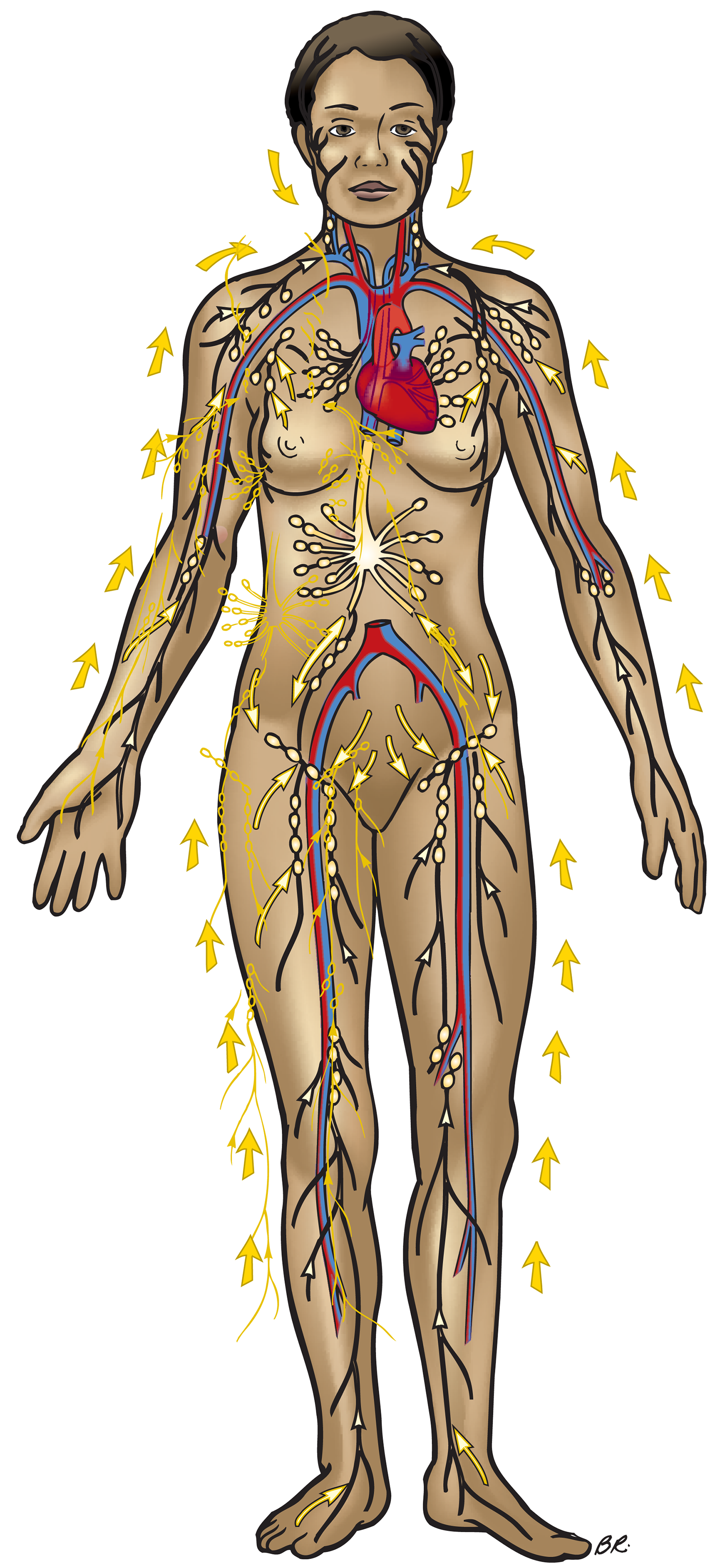 JF16_Lymph2 JF16_Lymph2