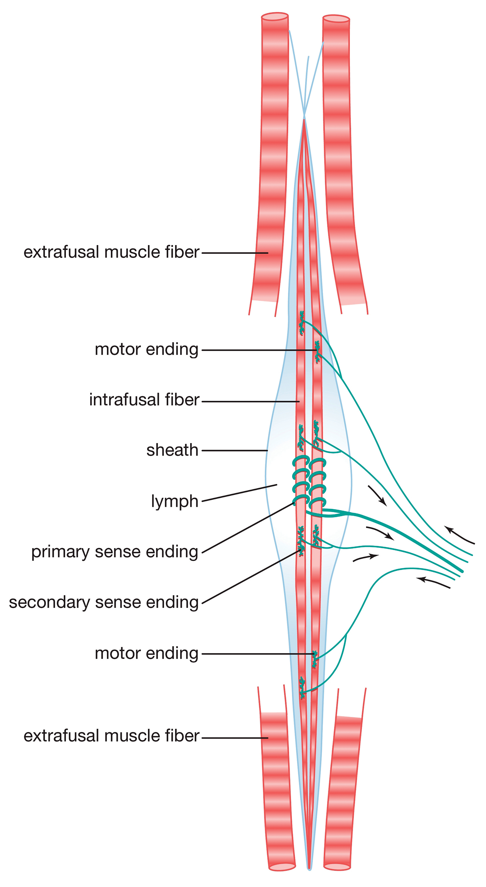 MA_16_FunctionalAnatomy_Secondary1_GettyImages_1600