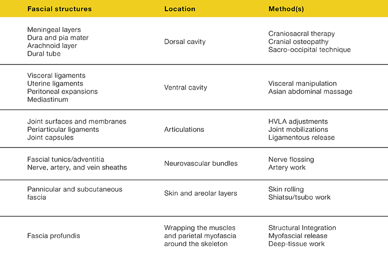 MJ_19_StructuralIntegration_FacialStructureChart_800 MJ_19_StructuralIntegration_FacialStructureChart_800