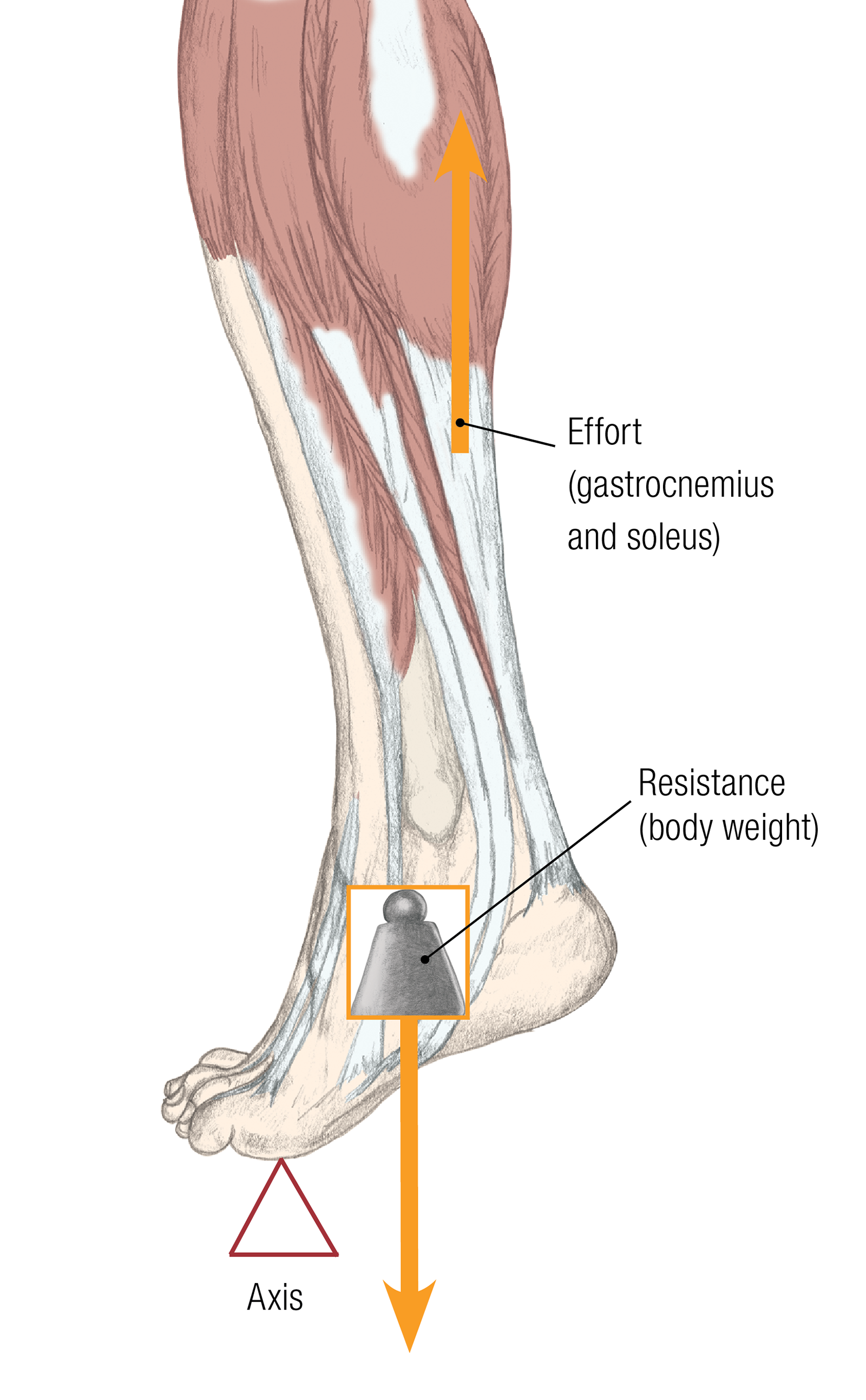 JF_15_Biomechanics21_ToeLever_1600