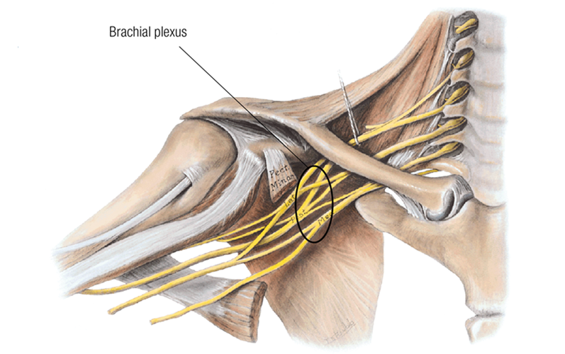MA17_Nerves3