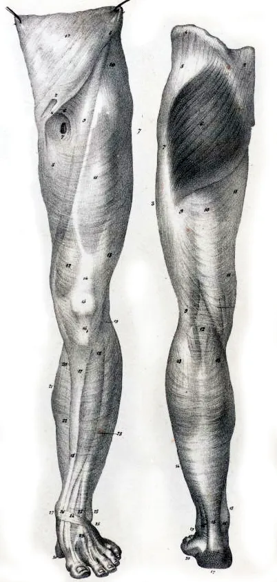 MJ_16_Myofascial2_1600 MJ_16_Myofascial2_1600