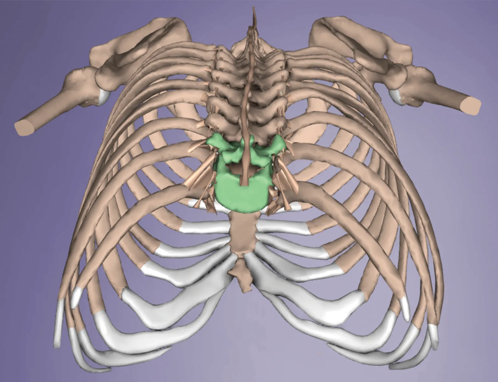 SO_15_Myofascial3_1600 SO_15_Myofascial3_1600