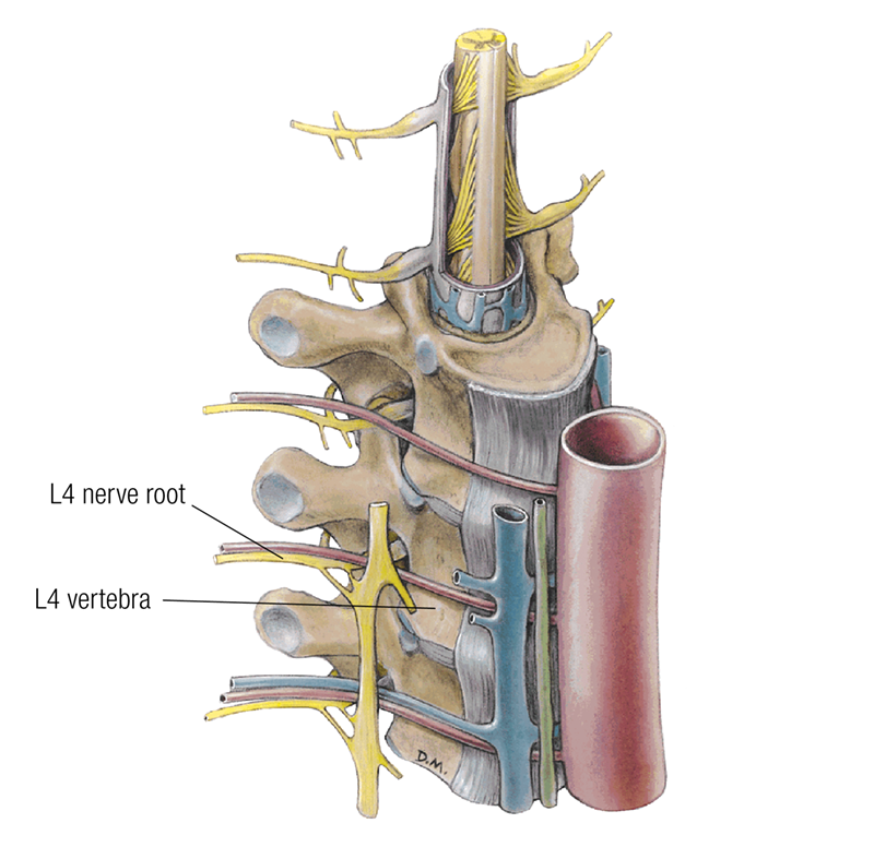 MA17_Nerves2