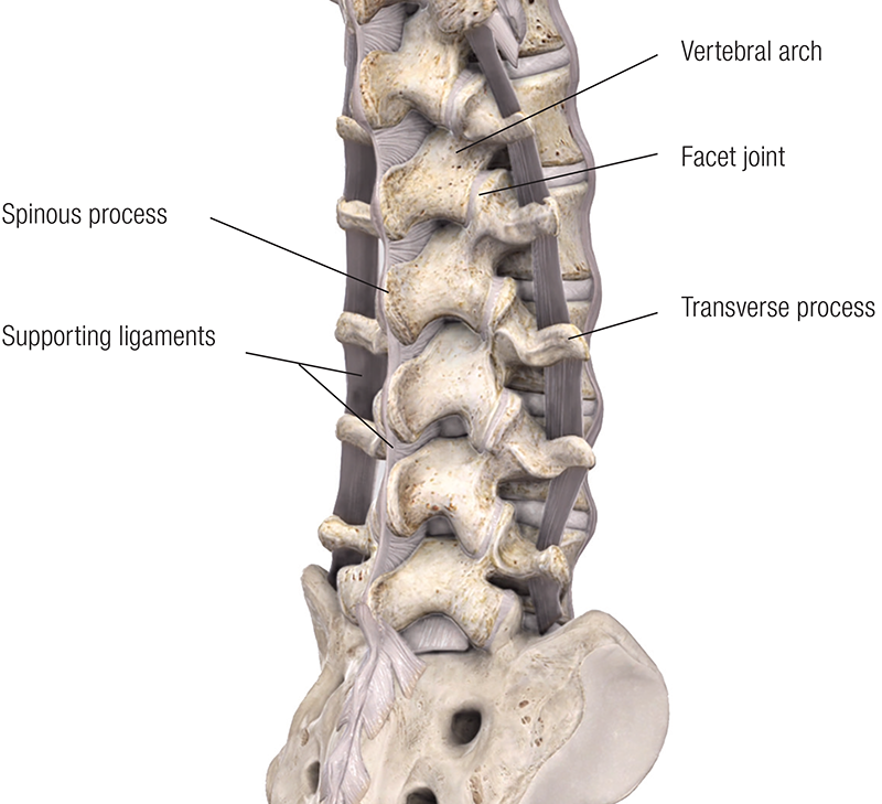 JF20_Lumbar Spine2 JF20_Lumbar Spine2