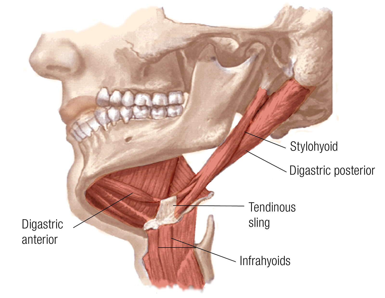 JF_15_Myoskeletal5_1600