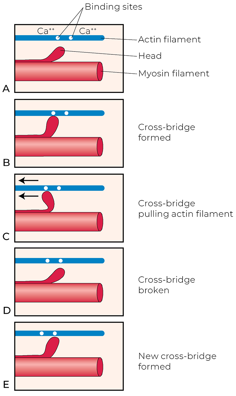 AUT_26_TissueTension8_800