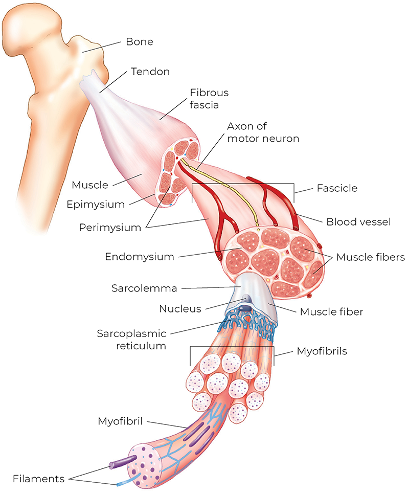 AUT_26_TissueTension3_800