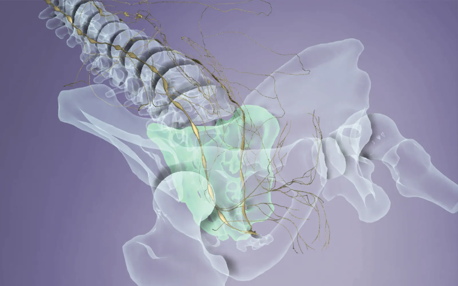 ND_15_Myofascial2_1600 ND_15_Myofascial2_1600
