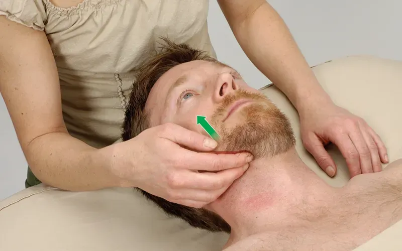 SO19_Medial Pterygoid2 SO19_Medial Pterygoid2