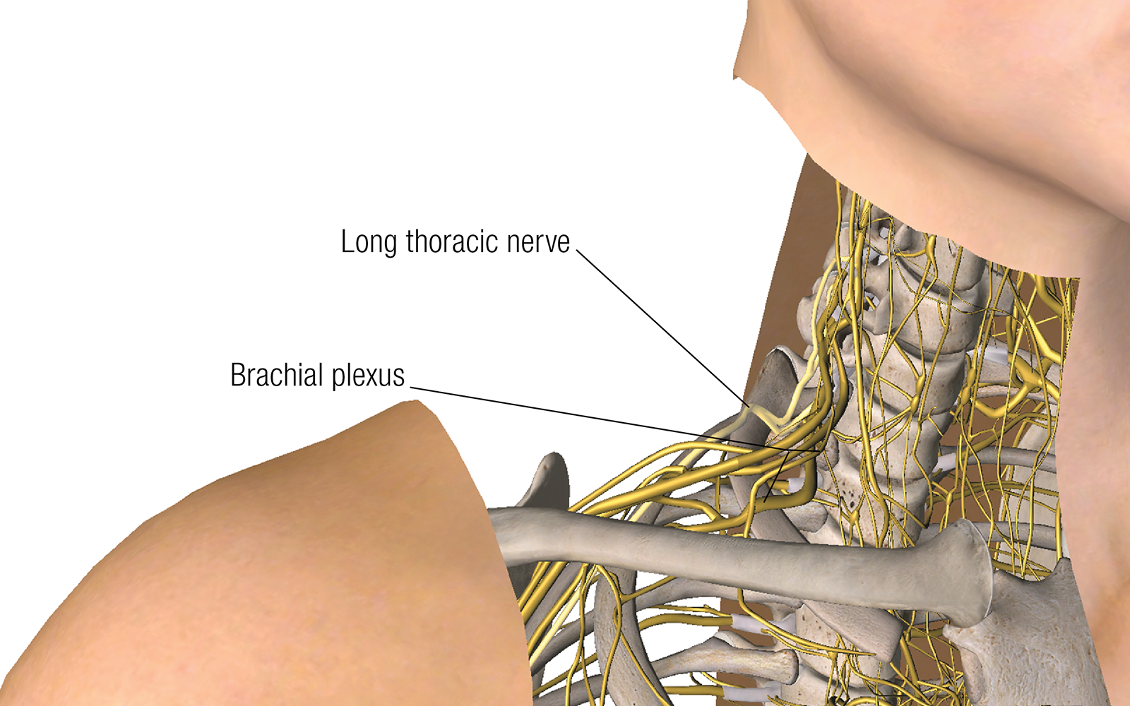 JF16_ScienceofNerves1 JF16_ScienceofNerves1