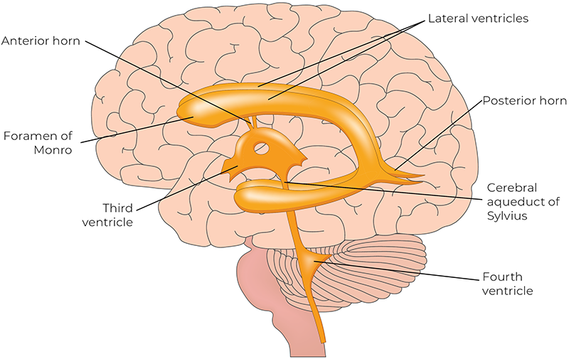 An illustrated brain depicting various points.