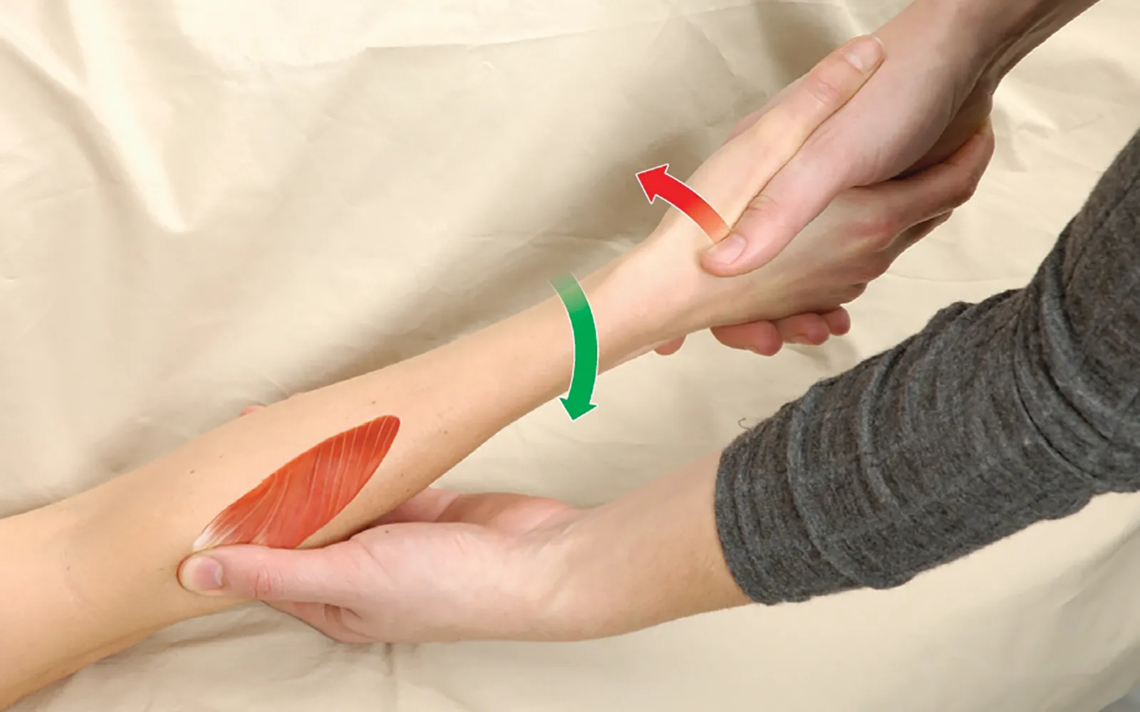 MJ_15_FunctionalAnatomy_Secondary1_Palpating_1600 MJ_15_FunctionalAnatomy_Secondary1_Palpating_1600