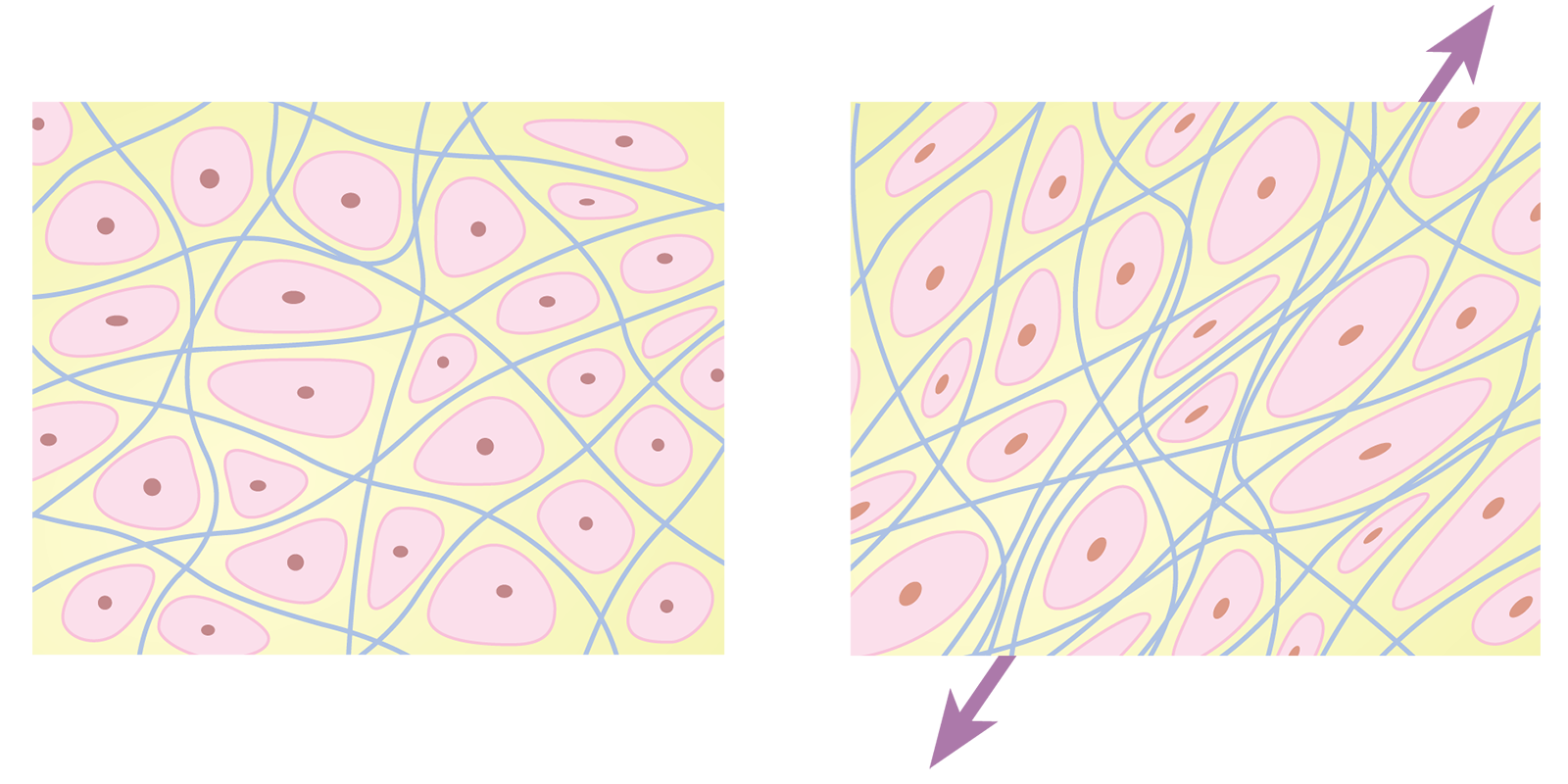 SO_16_LivingFascia_Cells_1600 SO_16_LivingFascia_Cells_1600