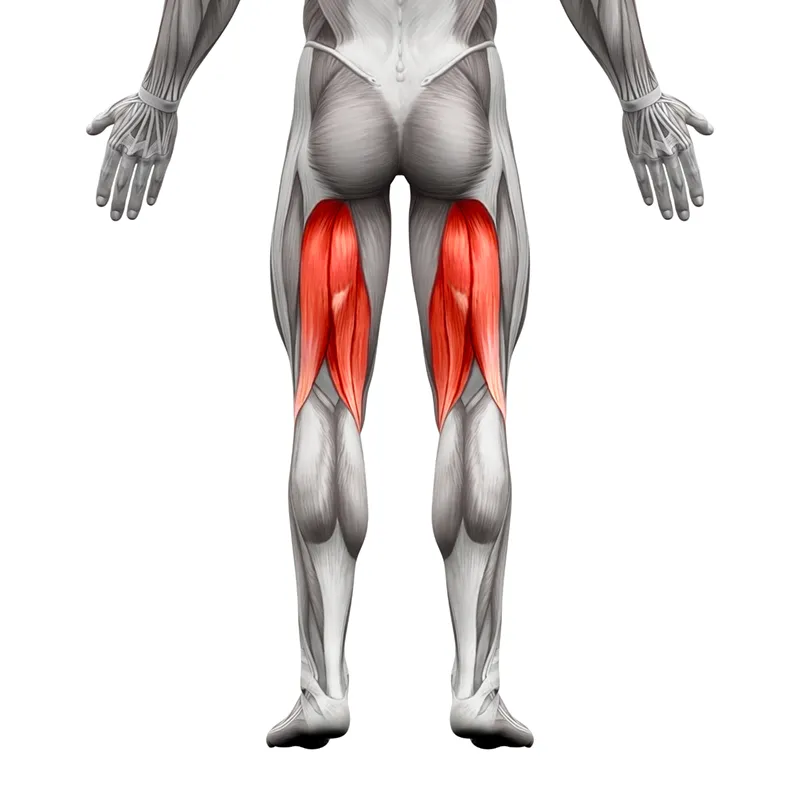 JF_19_A-ZGuide_XforXiphoid(Anatomy)_iStock-531791900_800 JF_19_A-ZGuide_XforXiphoid(Anatomy)_iStock-531791900_800