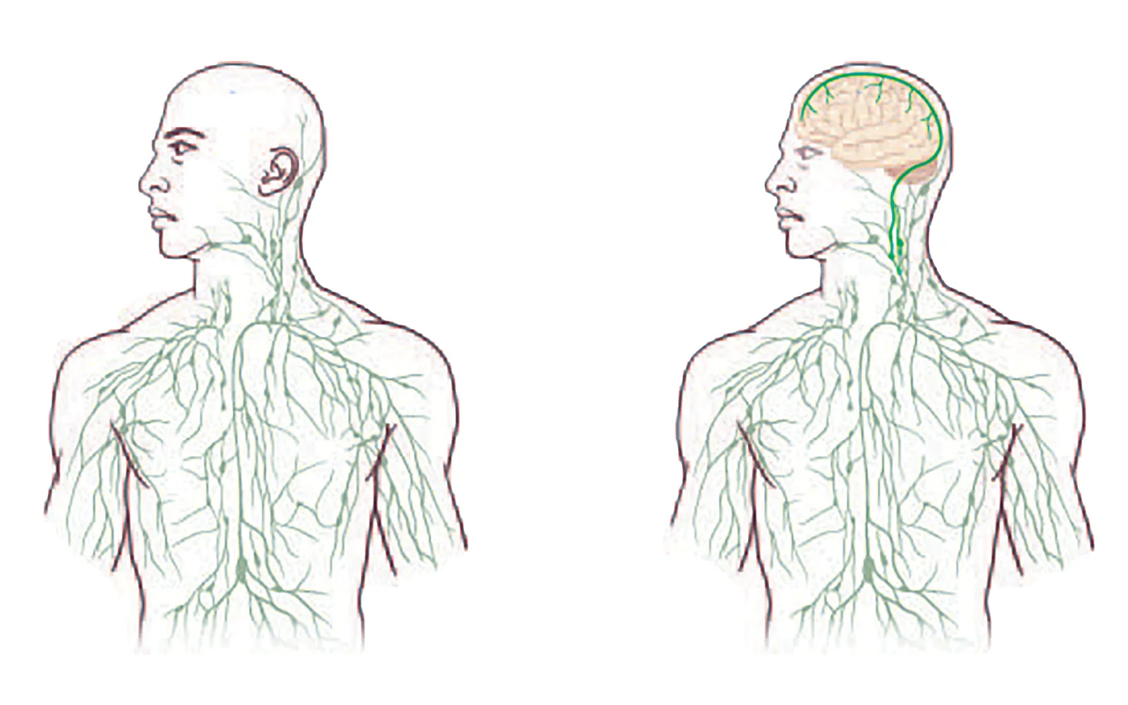 JF16_Lymph1 JF16_Lymph1