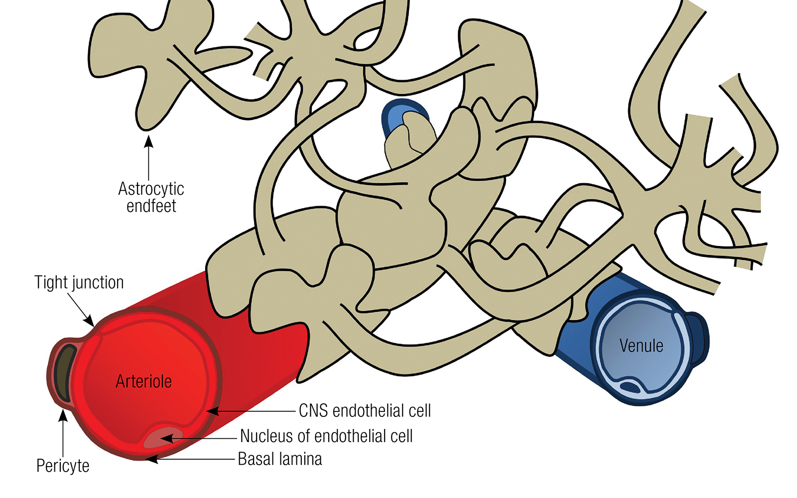 JF_16_LymphBrain2_1600 JF_16_LymphBrain2_1600