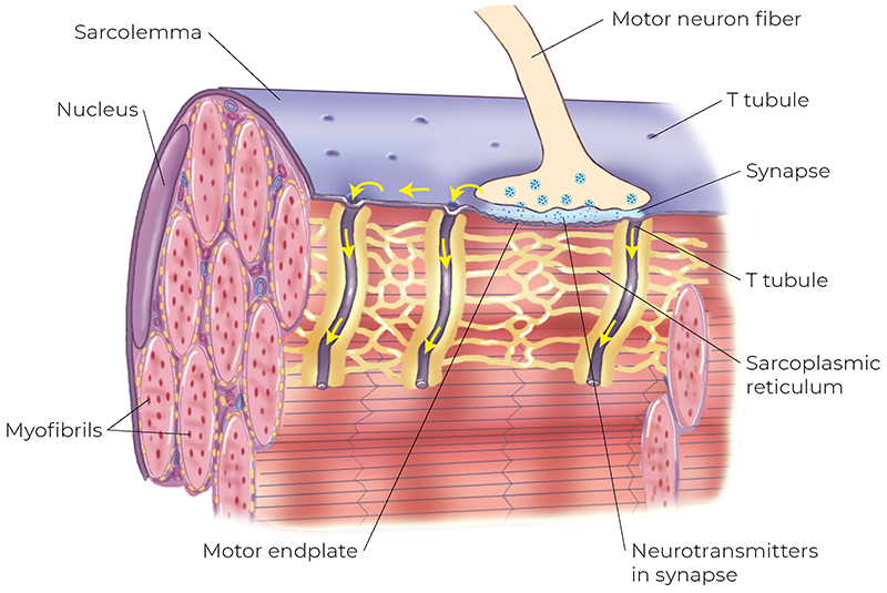 AUT_26_TissueTension7_800