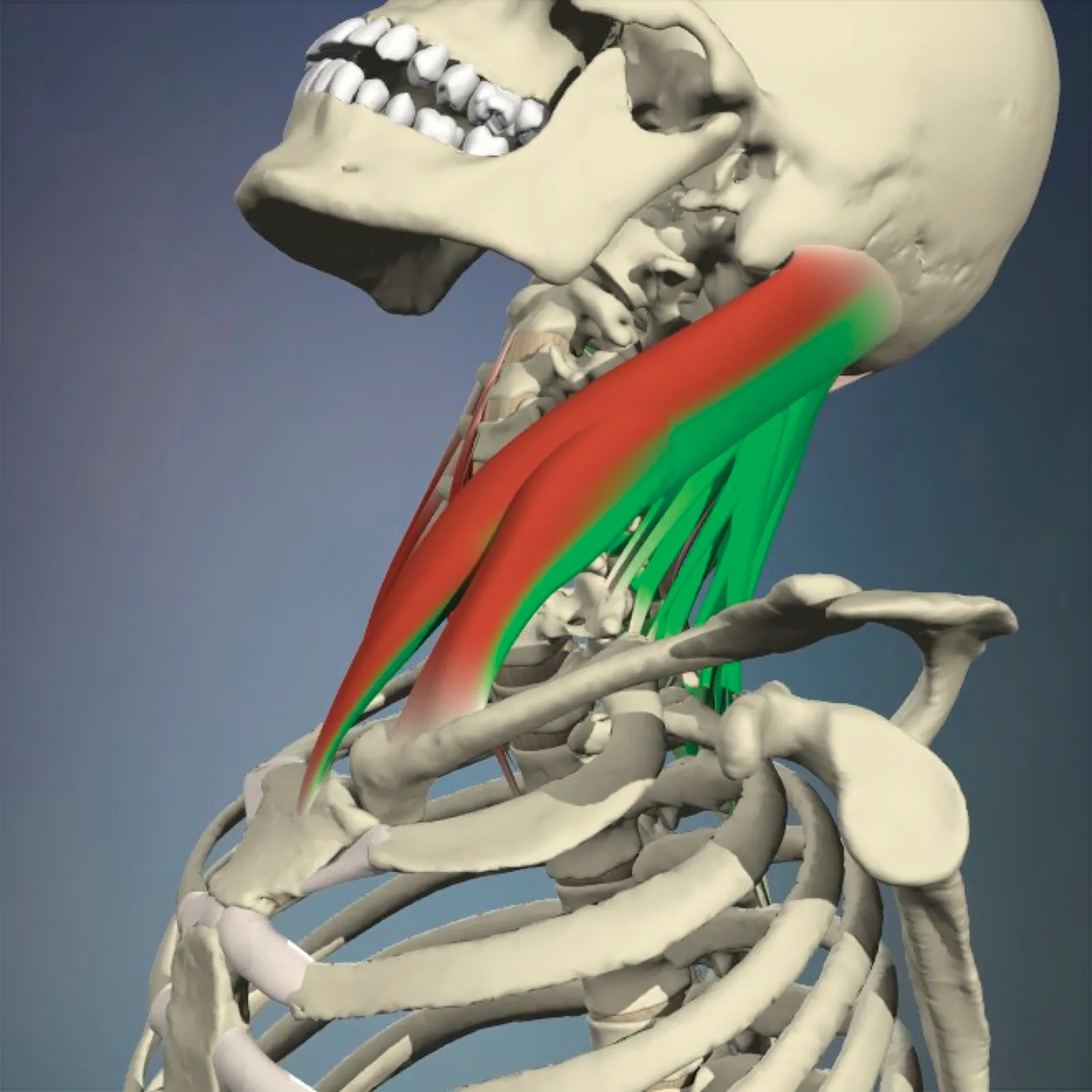 JA_16_Myofascial1_Main_CervicalExtension_1600