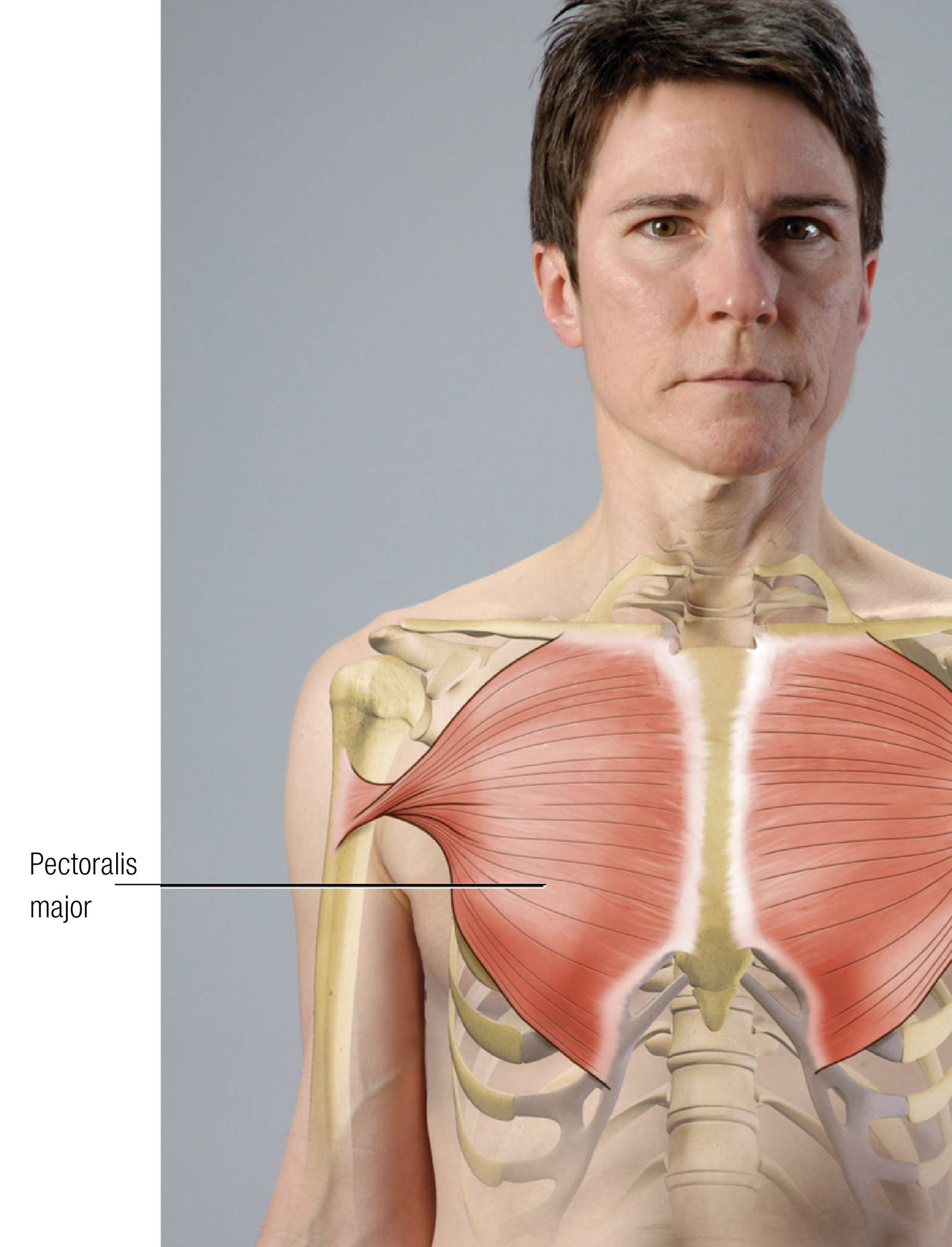 JF_15_FunctionalAnatomy1_1600