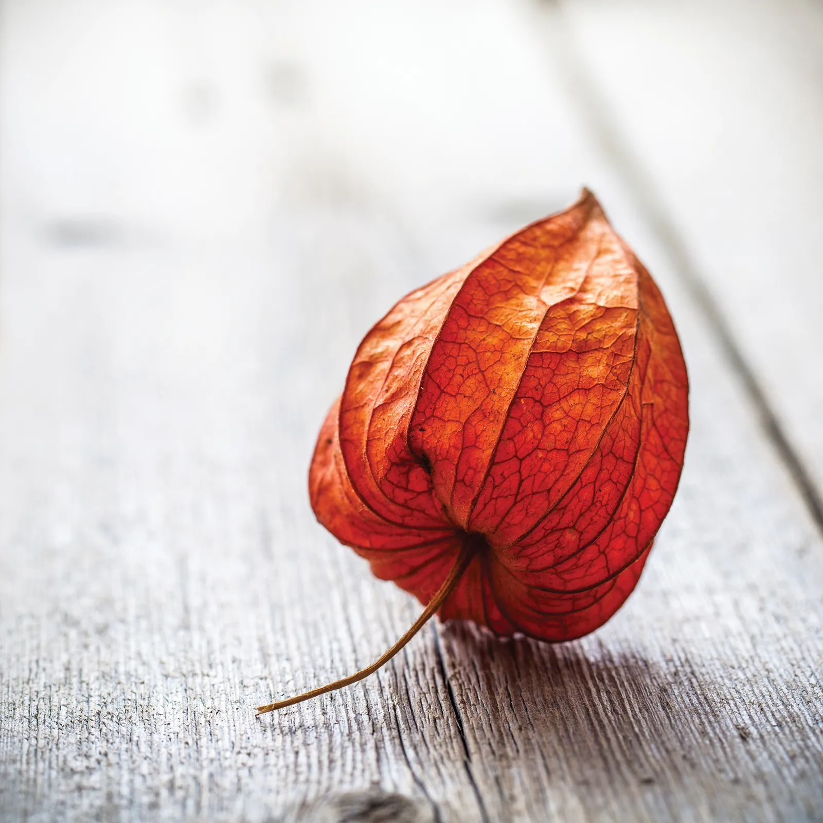 SO_15_BrokenTrust_Secondary1_shutterstock_1600