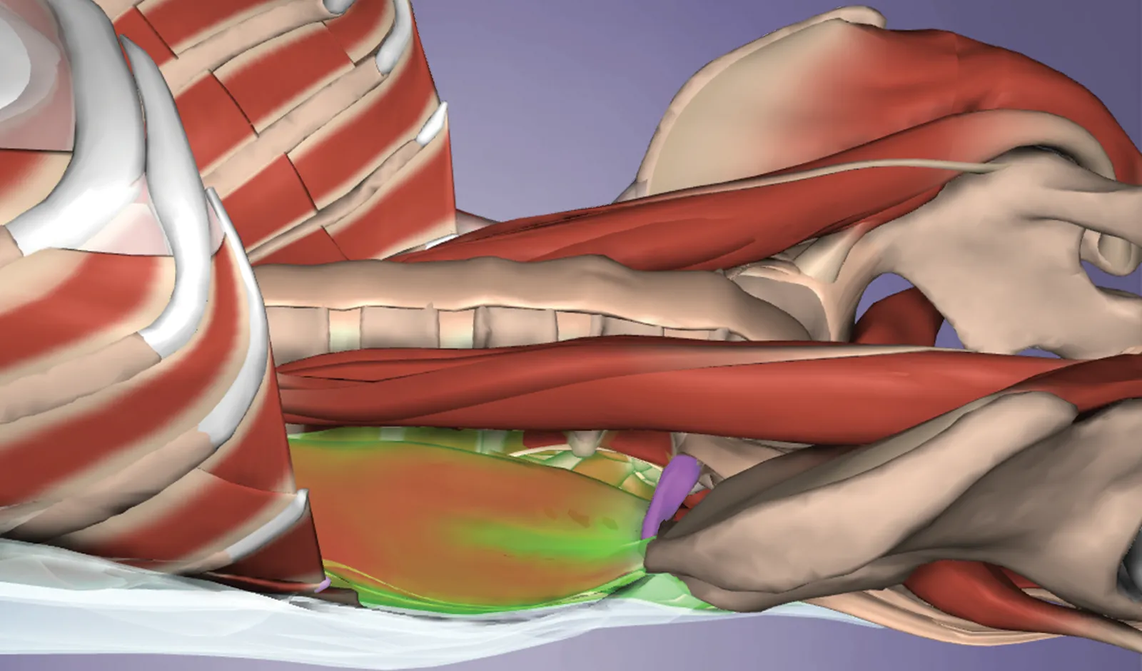ND_14_Myofascial1_Main_1600