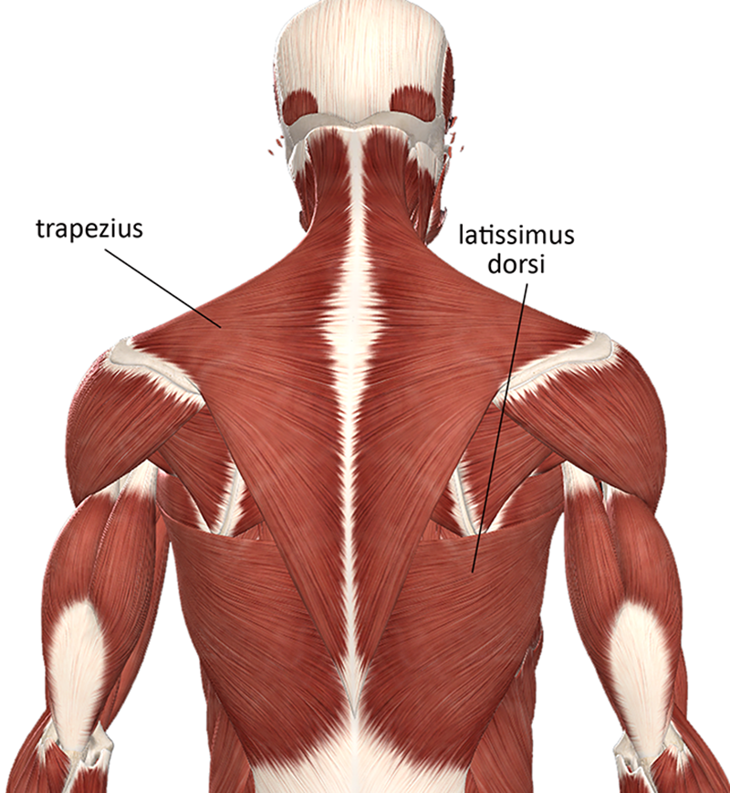 ND20_Managing Upper Back_Main ND20_Managing Upper Back_Main