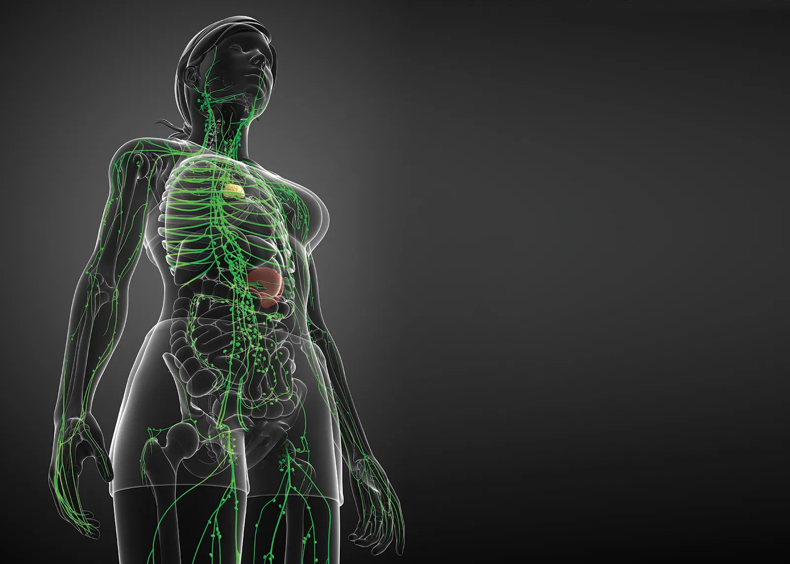 JF_16_LymphBrain_Main_shutterstock_1600 JF_16_LymphBrain_Main_shutterstock_1600