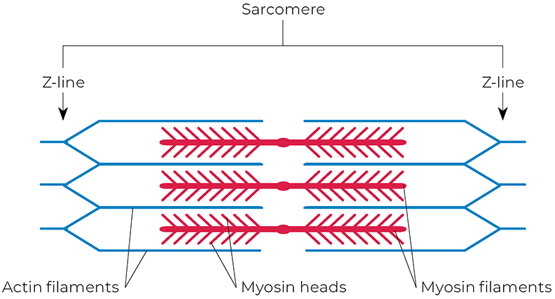 AUT_26_TissueTension4_800