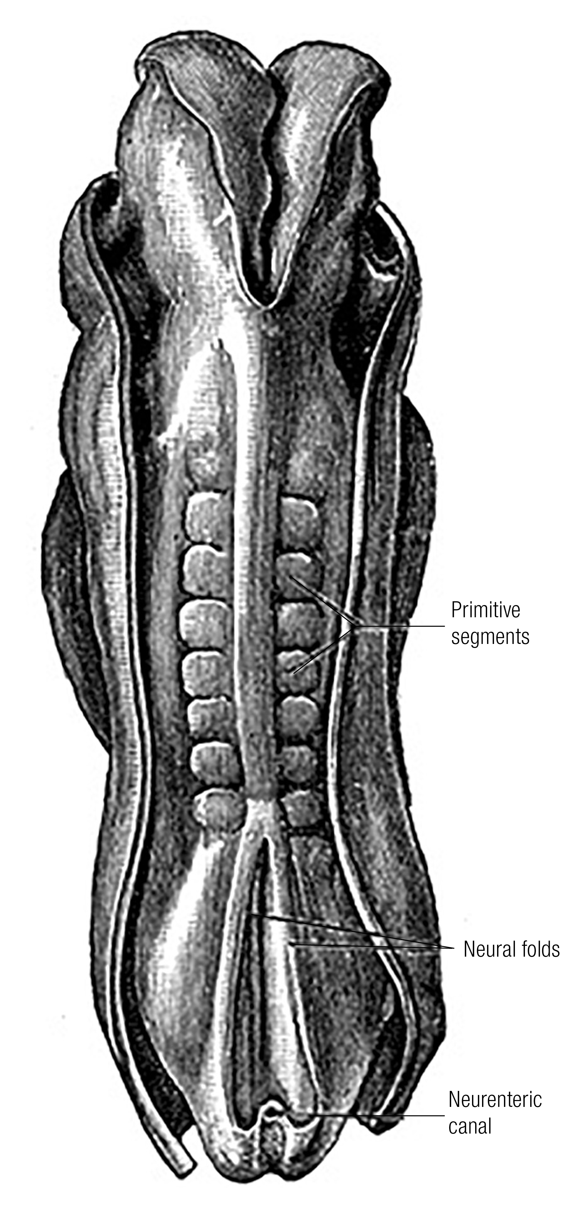 SO_15_Myofascia1l_1600 SO_15_Myofascia1l_1600