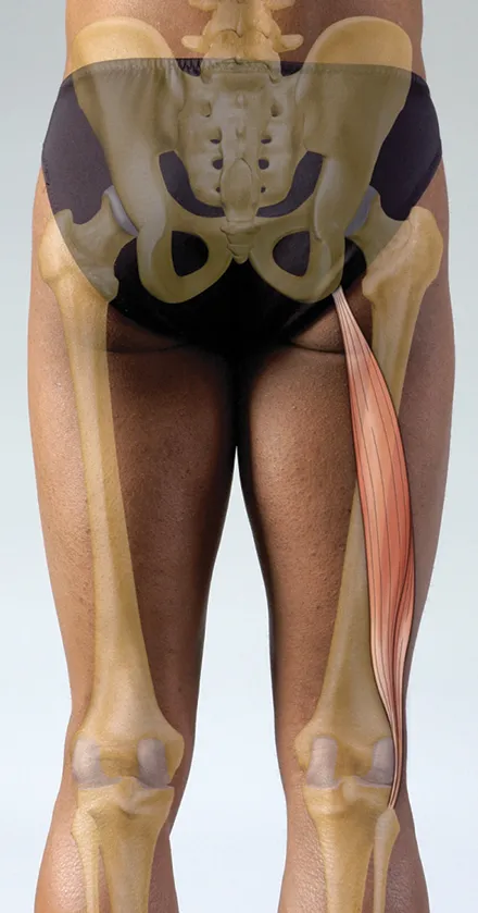 ND_14_FunctionalAnatomy_Main_440px