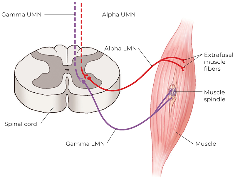 AUT_26_TissueTension1_800