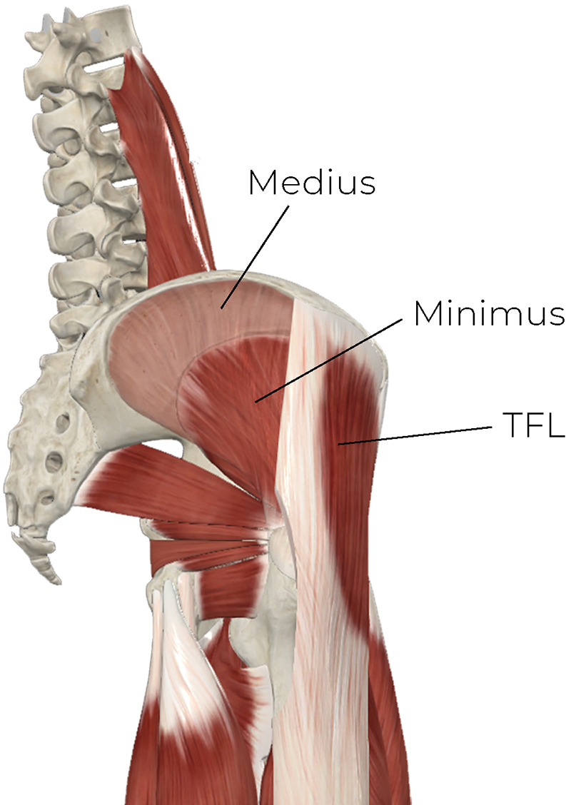 AUT_26_ClinicalExplorations2_CompleteAnatomy_800
