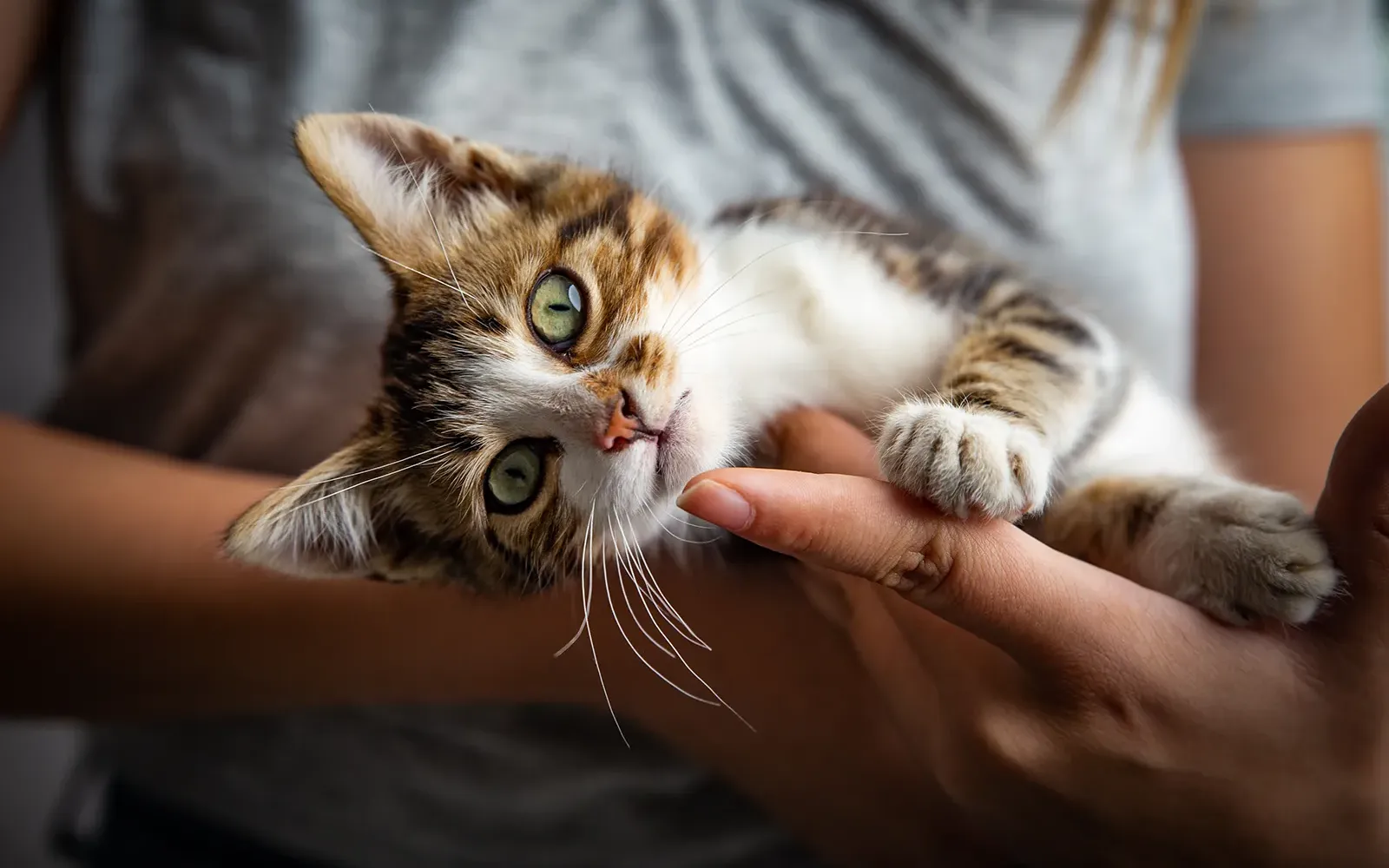 JF21_StandingGroundwithAnimals_Main