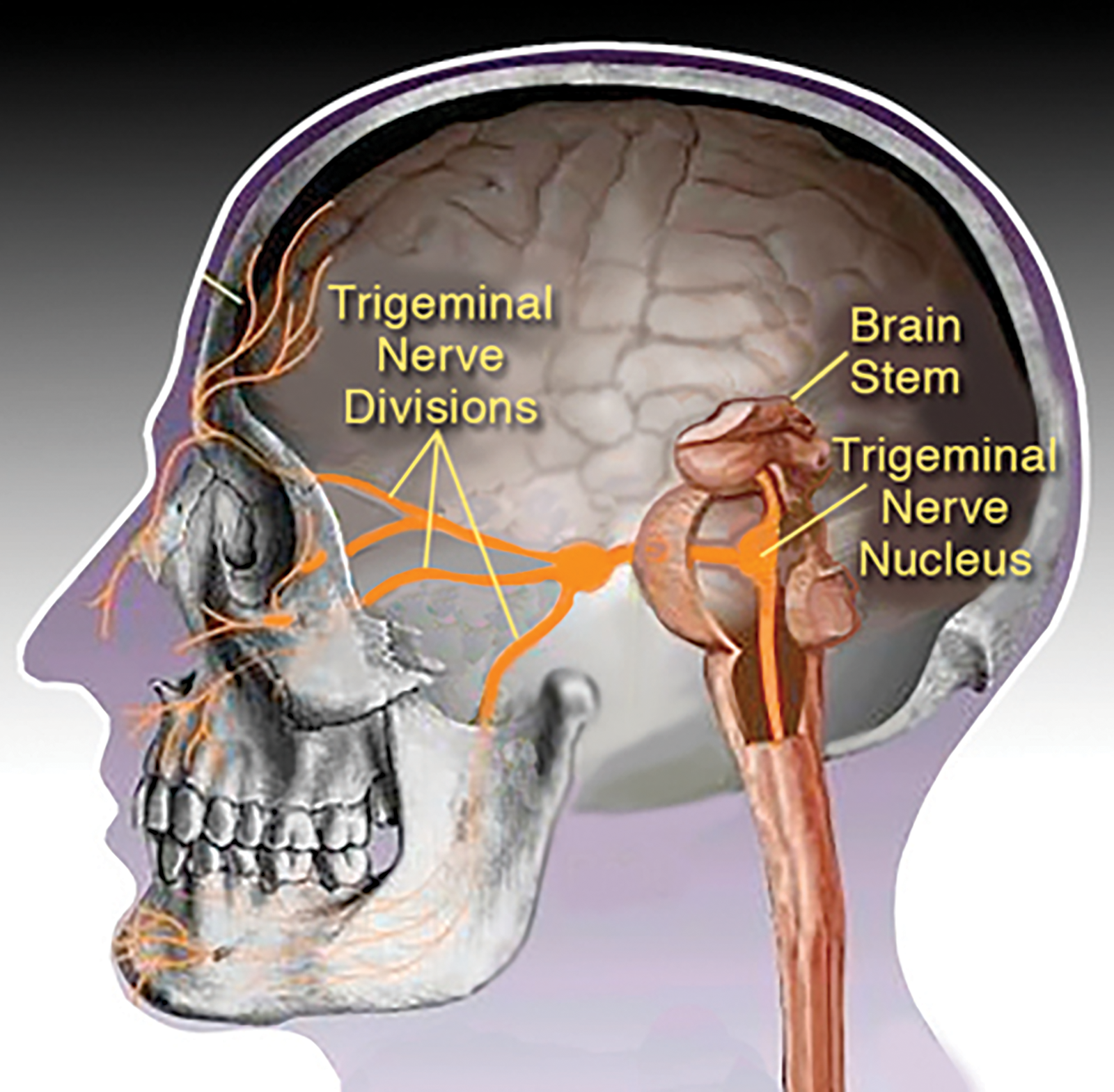 ND_15_Myoskeletal2_1600 ND_15_Myoskeletal2_1600