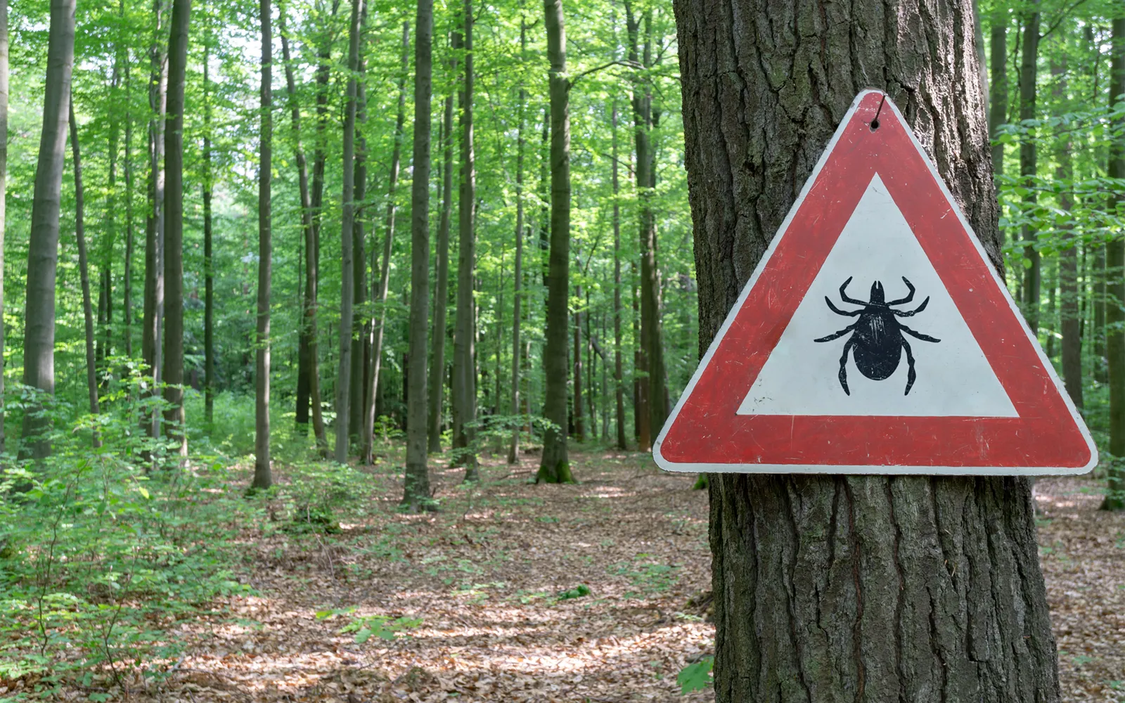 Tick-Borne Meat Allergies Teaser Image