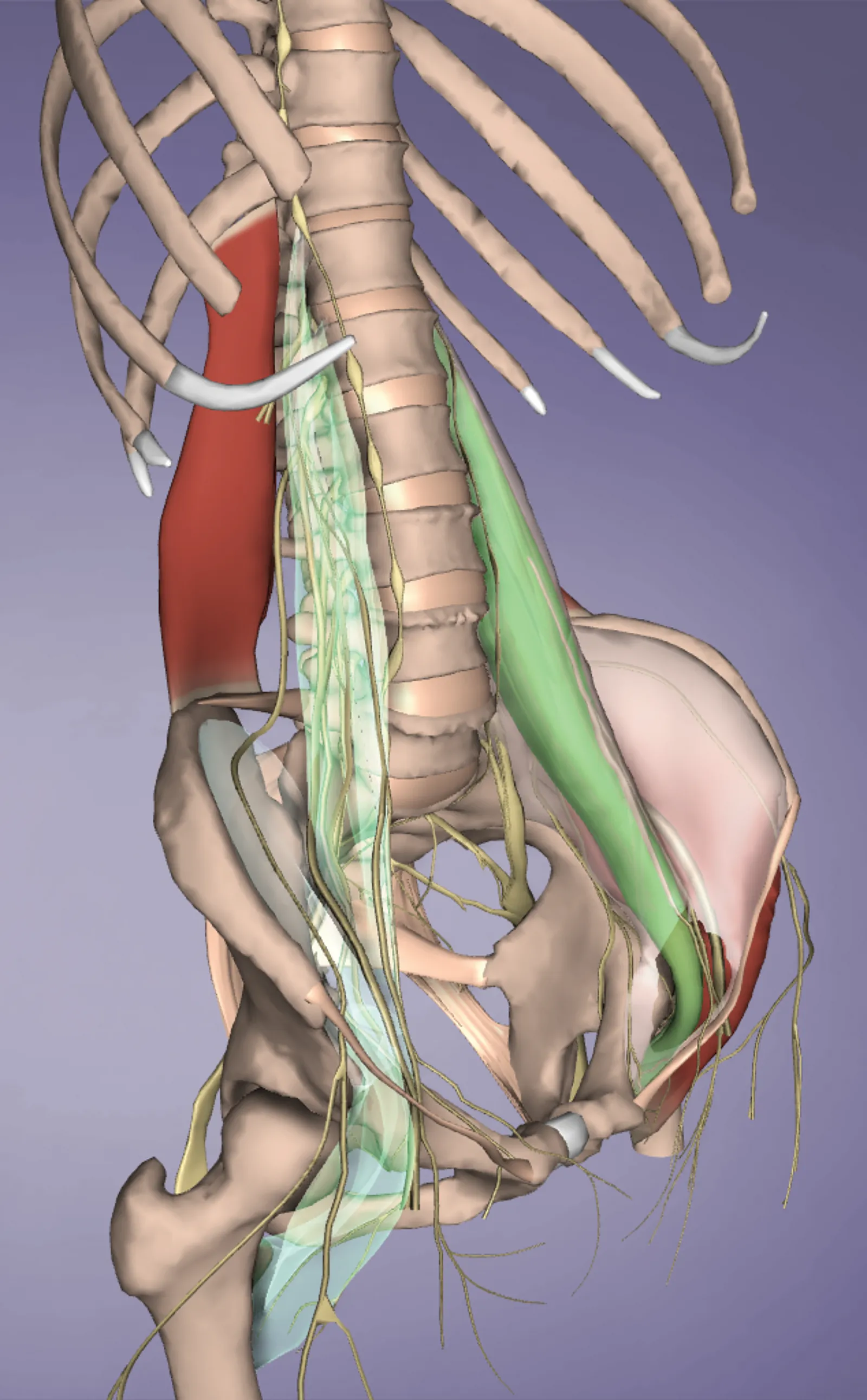 JA_15_MyofascialTil2_1600 JA_15_MyofascialTil2_1600