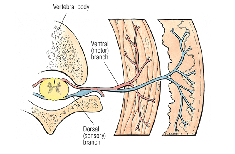 MA17_Nerves