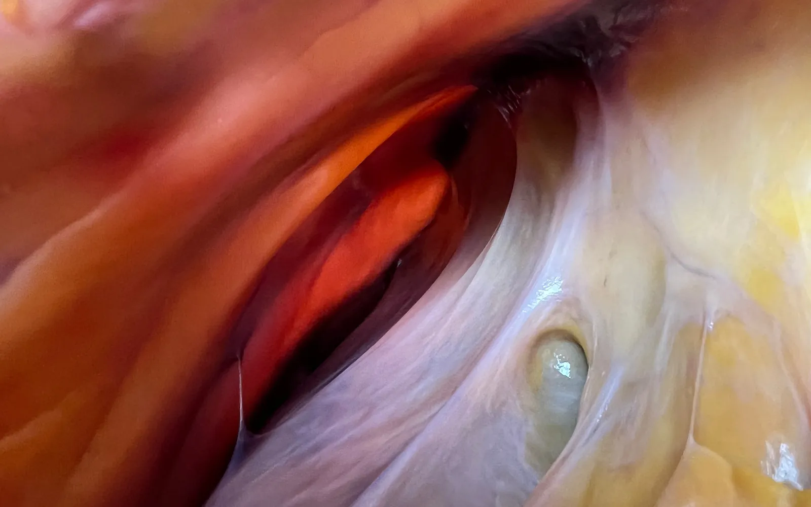 AUT_26_AnatomyTouch1_Main_AnatomySCAPES_1600