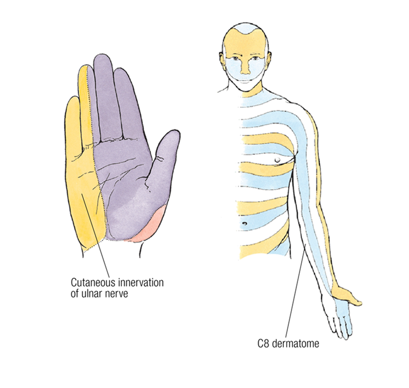 MA17_Nerves5