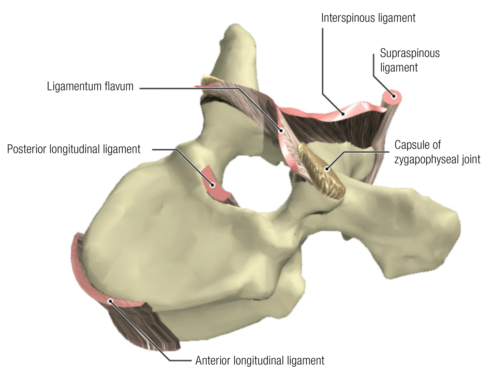 SO_15_Myofascial2_1600 SO_15_Myofascial2_1600