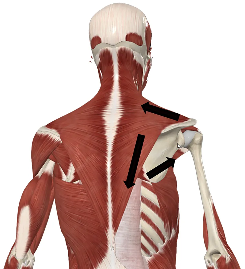 SUM_26_ClinicalExplorations3_SuppliedWhitneyLowe_800 SUM_26_ClinicalExplorations3_SuppliedWhitneyLowe_800