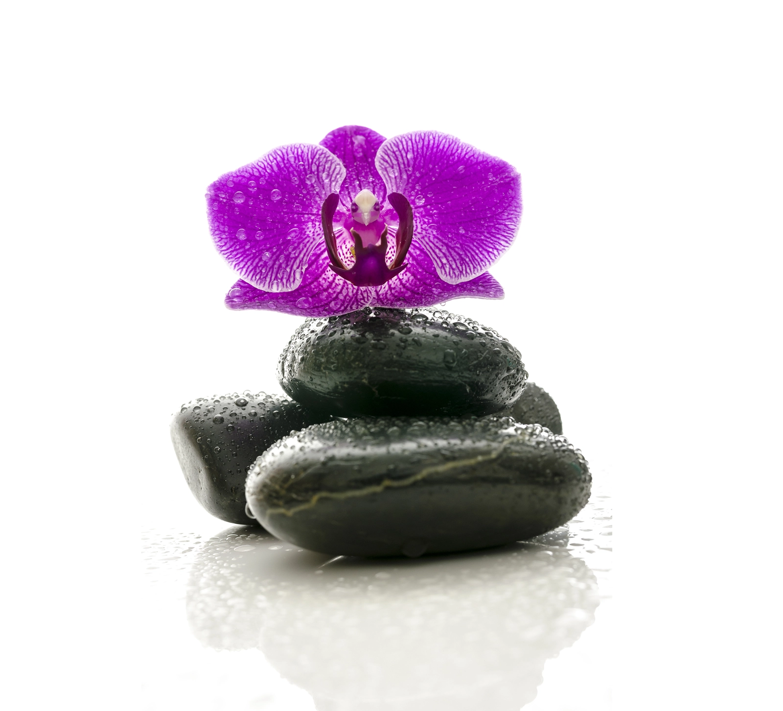 Feelings, Thoughts, and Perceptions Teaser Image