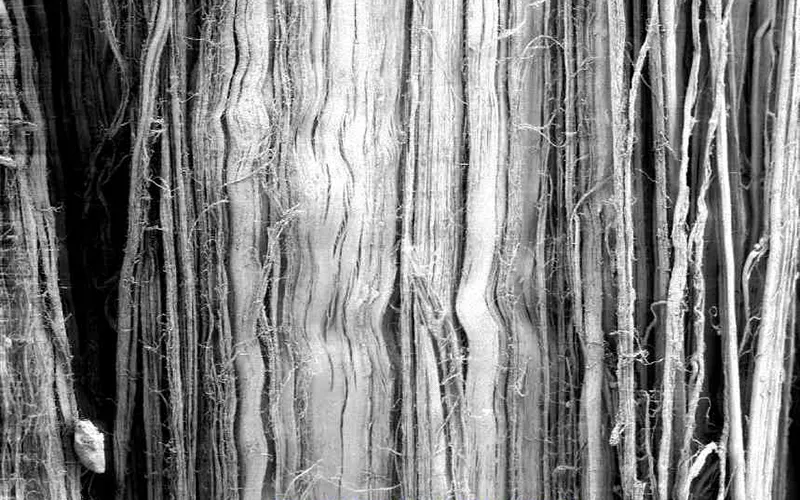 AUT_26_TissueTension11A_800