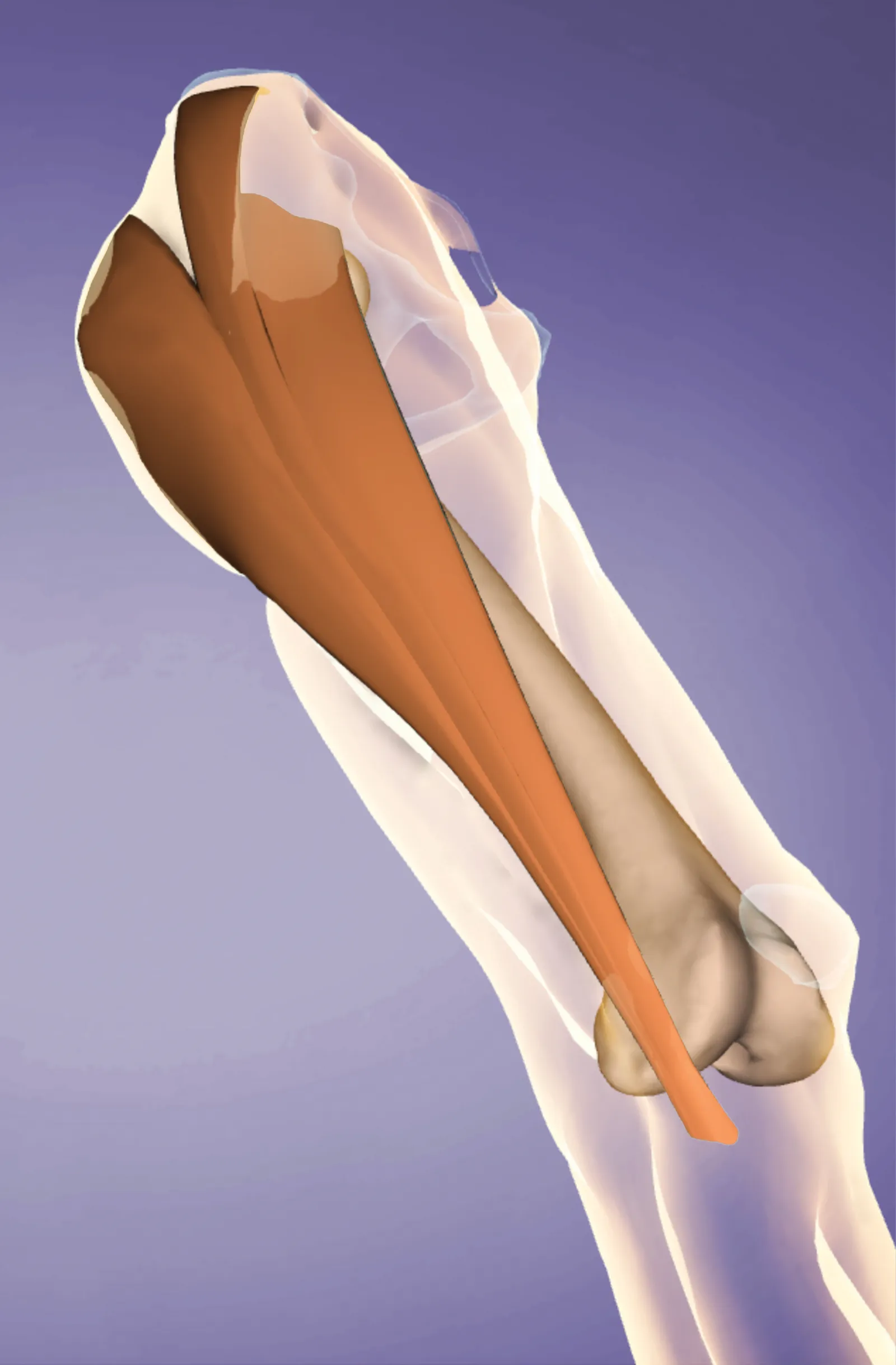 MJ_16_Myofascial1_Main_1600 MJ_16_Myofascial1_Main_1600