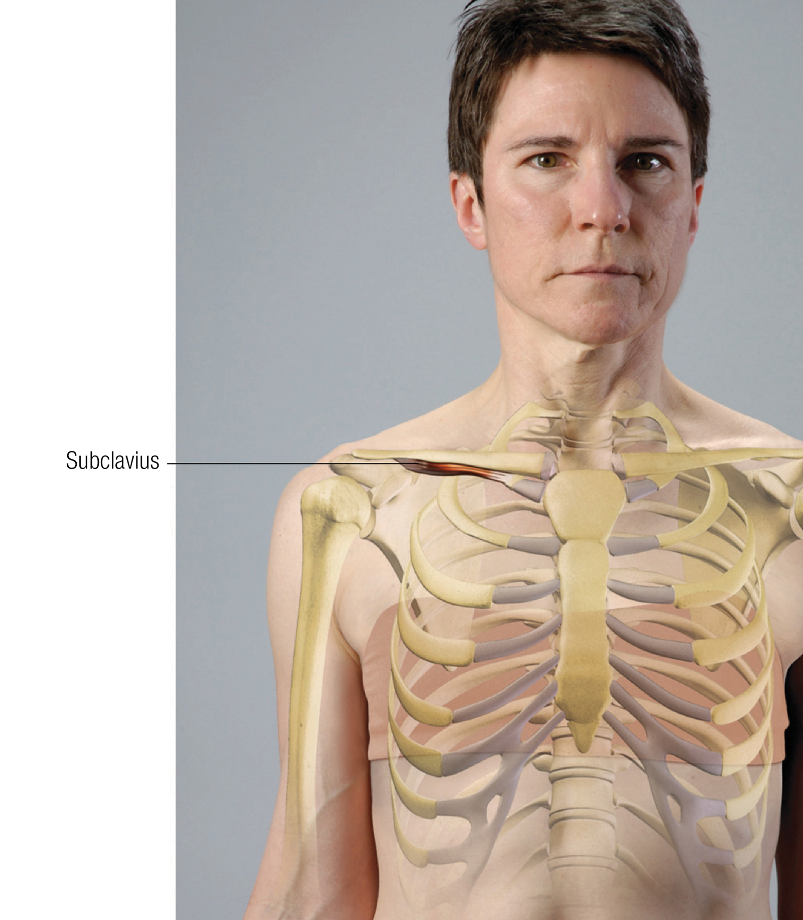 JA_15_FunctionalAnatomy1_1600 JA_15_FunctionalAnatomy1_1600