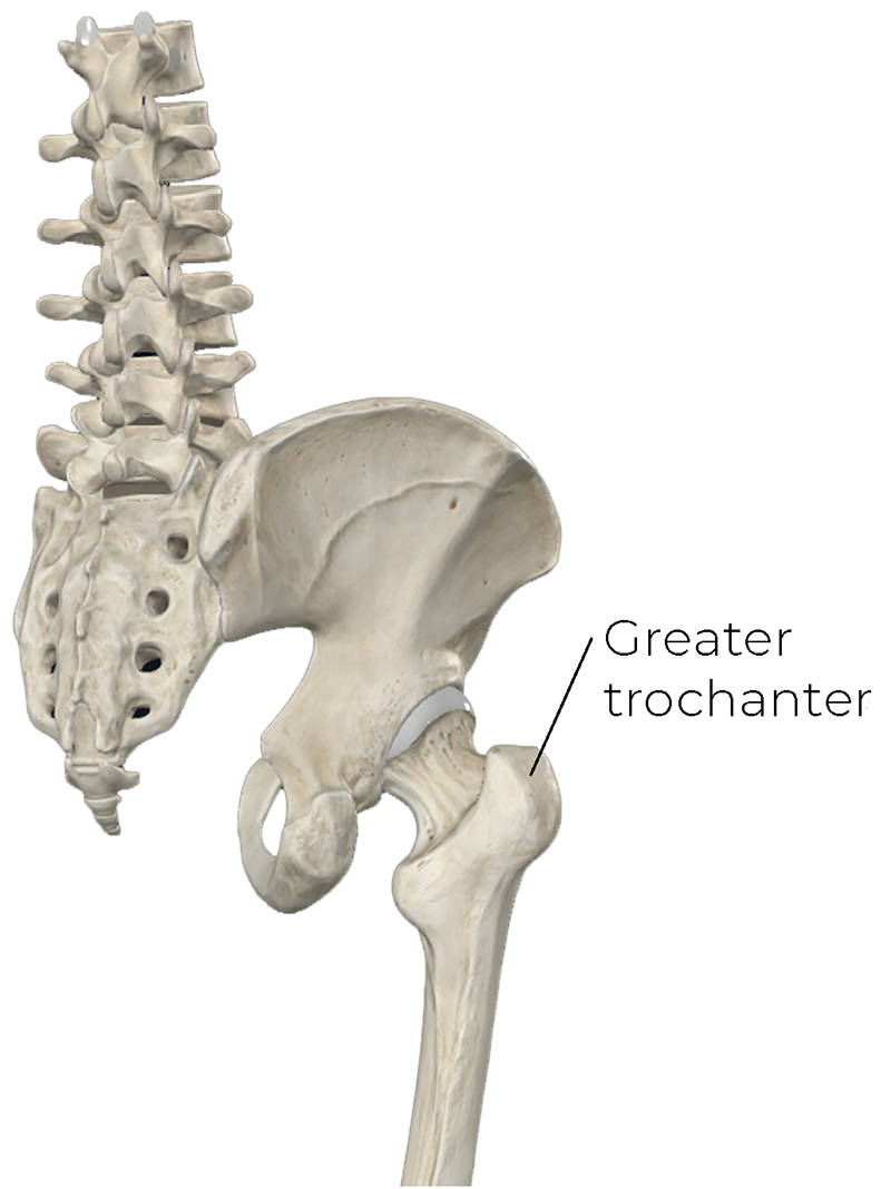 AUT_26_ClinicalExplorations1_CompleteAnatomy_800